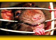 Gillen Pest Control Door Hanger
